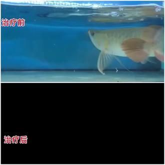龍魚飼料什么牌子好用又便宜：如何辨別龍魚飼料質(zhì)量