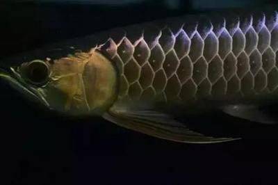 龍魚飼料什么牌子好用又便宜：如何辨別龍魚飼料質(zhì)量