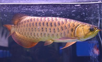 龍魚飼料什么牌子好用又便宜：如何辨別龍魚飼料質(zhì)量