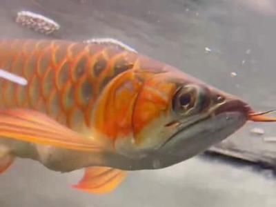 龍魚飼料什么牌子好用又便宜：如何辨別龍魚飼料質(zhì)量