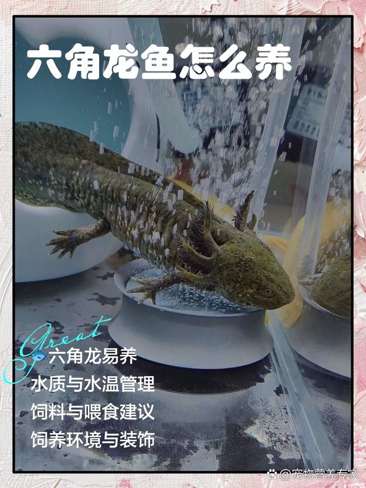 六角龍魚咬傷后需要多久換一次水？