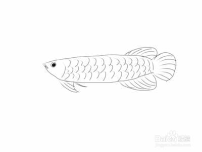 金龍魚怎樣畫簡筆畫，兒童繪畫金龍魚簡筆畫創意變化創意變化創意變化