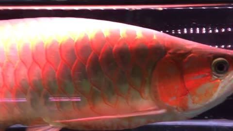 龍魚(yú)手術(shù)后幾天喂食比較好：龍魚(yú)手術(shù)后的喂食時(shí)間