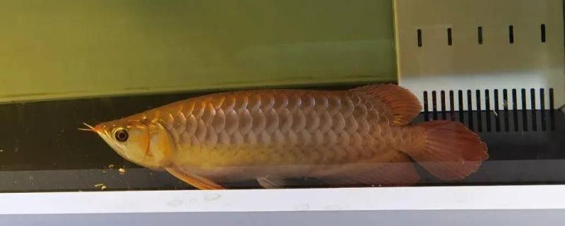 龍魚有點燒尾怎么辦:如何判斷龍魚水質老化,龍魚適宜的水溫范圍 龍魚百科 第1張 龍魚有點燒尾怎么辦:如何判斷龍魚水質老化,龍魚適宜的水溫范圍 龍魚有點燒尾怎么辦:如何判斷龍魚水質老化,龍魚適宜的水溫范圍 龍魚百科 第1張