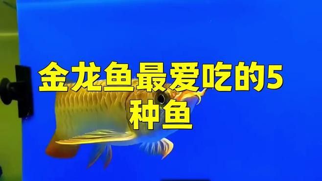 金頭過背金龍魚的食物有哪些？