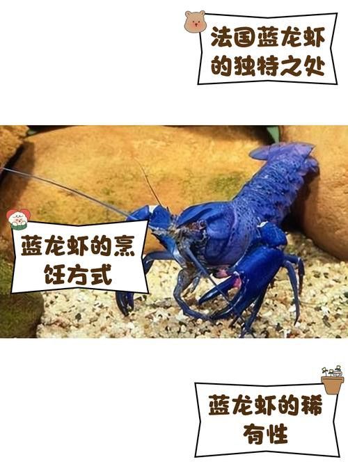 如何區(qū)分真假藍(lán)龍蝦？