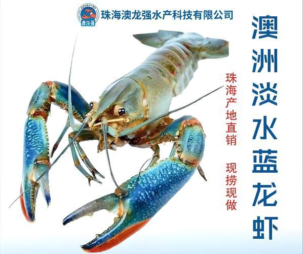 如何區(qū)分真假藍(lán)龍蝦？
