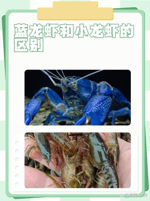 如何區(qū)分真假藍(lán)龍蝦？