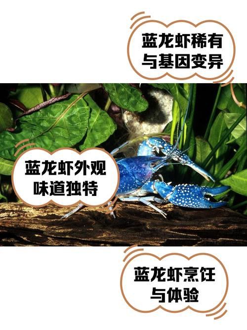 如何區(qū)分真假藍(lán)龍蝦？