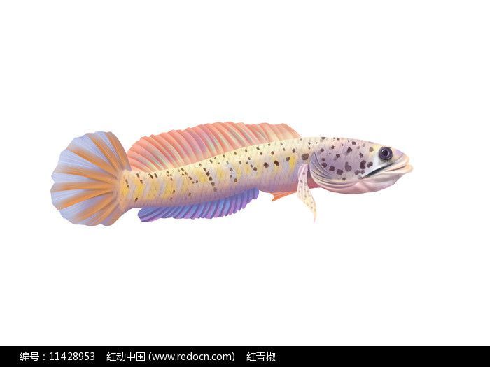 雷龍魚的大小（雷龍魚的大小因品種有哪些）