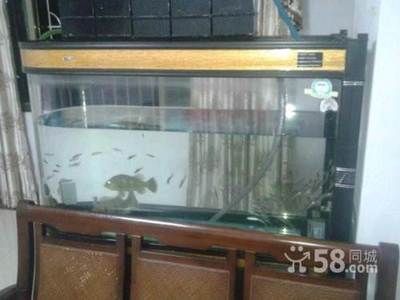 廣州魚缸批發cc祥龍魚場（祥龍魚場在廣州魚缸批發方面的一些要點）