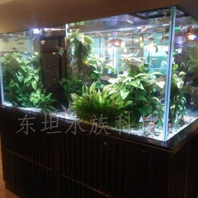 廣州魚缸批發cc祥龍魚場（祥龍魚場在廣州魚缸批發方面的一些要點）