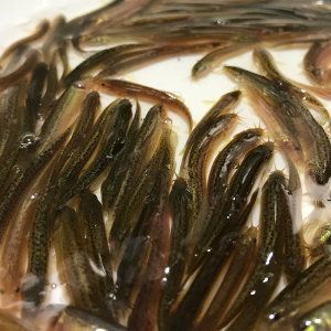小龍魚能吃泥鰍嗎有毒嗎會死嗎：小龍魚是否能吃泥鰍以及泥鰍是否有毒或會導致小龍魚死亡