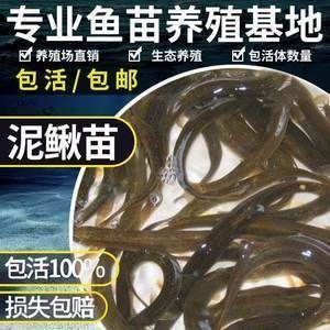 小龍魚能吃泥鰍嗎有毒嗎會死嗎：小龍魚是否能吃泥鰍以及泥鰍是否有毒或會導致小龍魚死亡