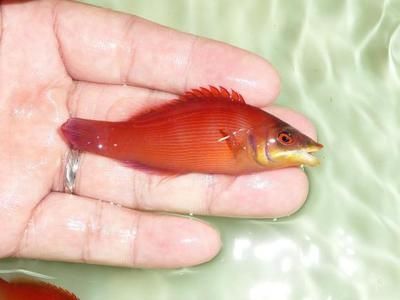 龍魚是淡水魚嗎還是海魚：小龍魚（龍魚）是淡水魚，而不是海魚，