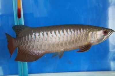 普通龍魚價格多少：普通龍魚價格在100-300元之間之間的價格