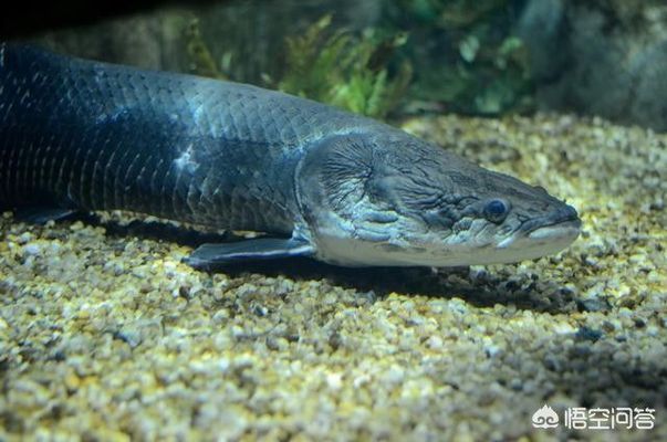 龍魚巨骨舌魚可以跟魟魚混養：龍魚、巨骨舌魚可以混養嗎？