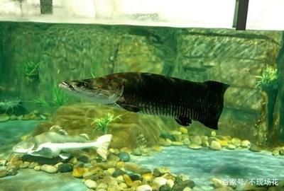 龍魚巨骨舌魚可以跟魟魚混養：龍魚、巨骨舌魚可以混養嗎？