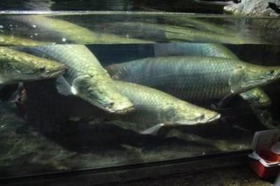 龍魚巨骨舌魚可以跟魟魚混養：龍魚、巨骨舌魚可以混養嗎？