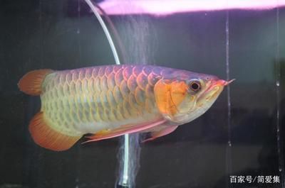25公分的金龍魚是幾個月的魚：一只25公分的金龍魚可能是多年齡的魚