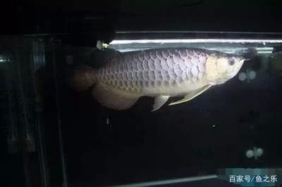 龍魚掉眼會恢復嗎：龍魚掉眼可以自然恢復嗎