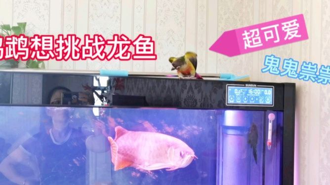 關(guān)于龍魚的說說文案搞笑版（《關(guān)于龍魚的搞笑說說文案》,龍魚這小家伙，有時候真讓人哭笑不得）