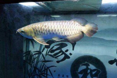 龍魚仰頭游：龍魚仰頭游怎么辦