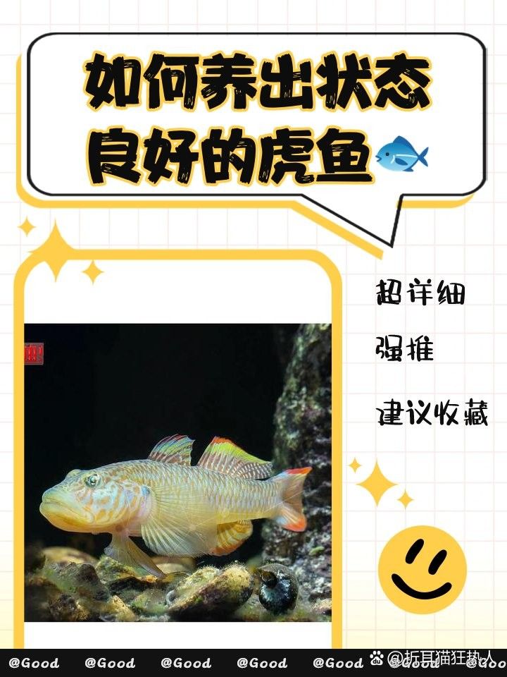 龍魚虎魚水溫多少度最好