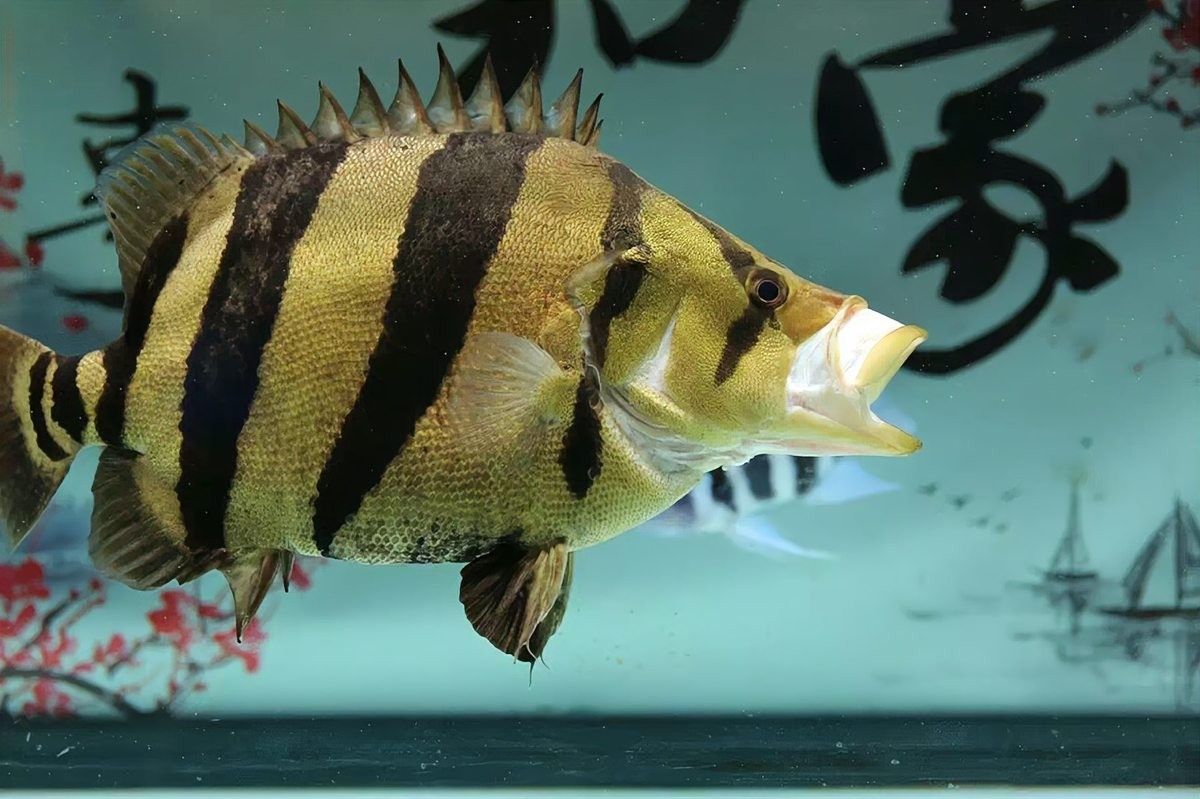 龍魚虎魚水溫多少度最好