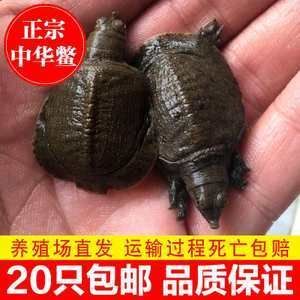 魚缸定做找祥龍魚場：馬來西亞祥龍魚場