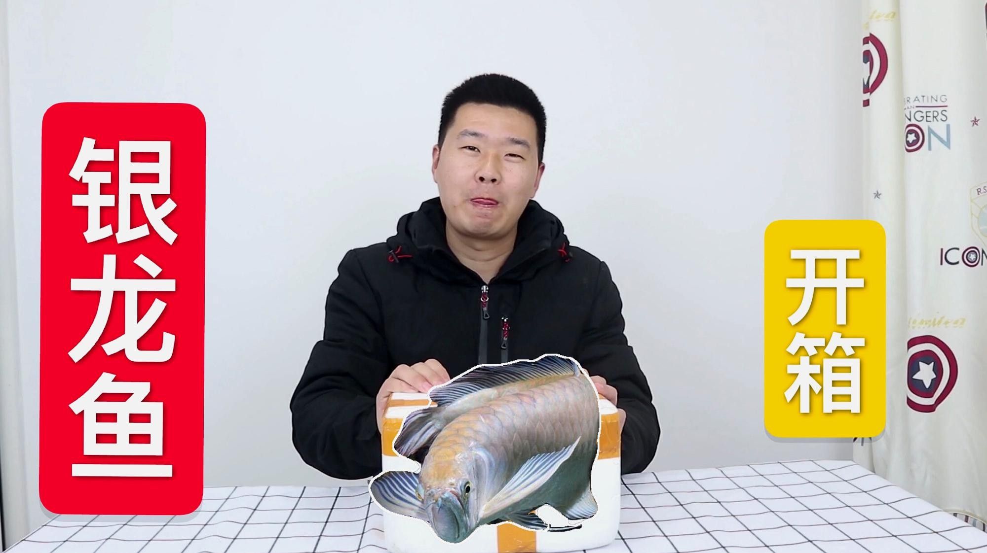 銀龍魚苗多久喂一次