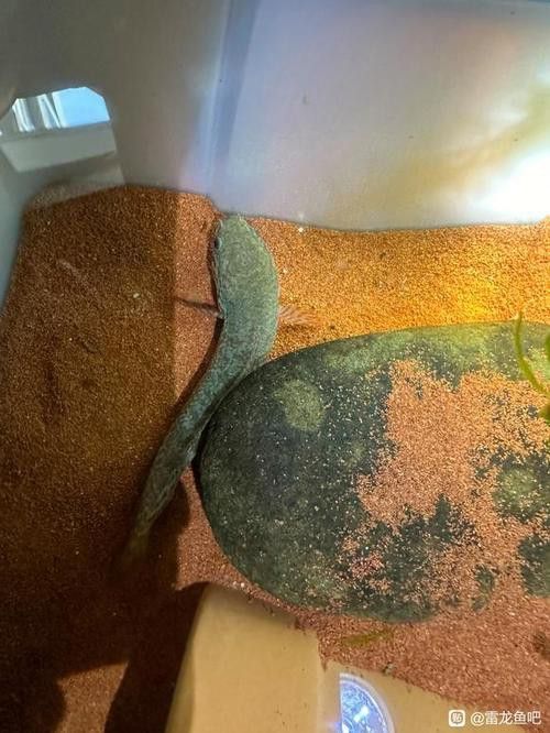 七彩雷龍魚公母圖片對比