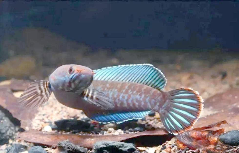 七彩雷龍魚公母圖片對比