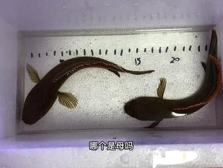 七彩雷龍魚公母圖片對比