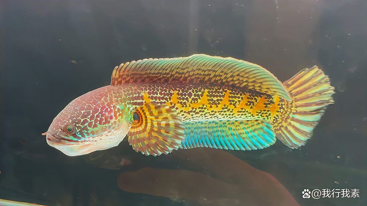 七彩雷龍魚公母圖片對比