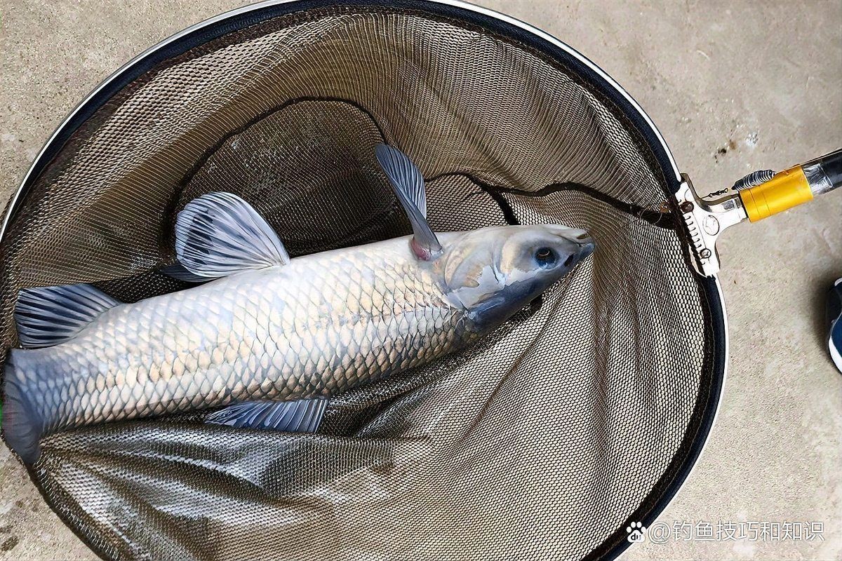 青魚珠珠最忌三種顏色