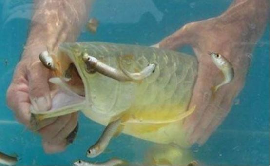 龍魚嘴巴撞破了：銀龍魚嘴尖破了怎么辦？