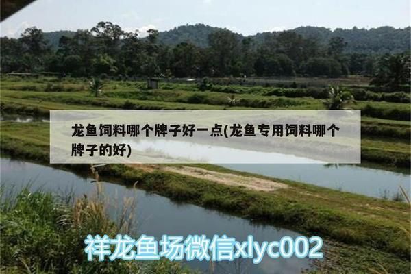 龍魚專用飼料哪個牌子的好用點：寵翰南極磷蝦銀龍魚專用龍魚飼料
