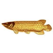 純金金龍魚（2019最新如何養金龍魚金龍魚養殖方法和注意事項）