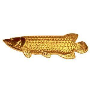 純金金龍魚（2019最新如何養金龍魚金龍魚養殖方法和注意事項）