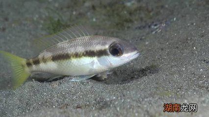 紅劍和曼龍魚能一起養嗎：紅劍魚和曼龍魚可以一起養嗎？ 紅劍和曼龍魚能一起養嗎：紅劍魚和曼龍魚可以一起養嗎？ 龍魚百科 第3張