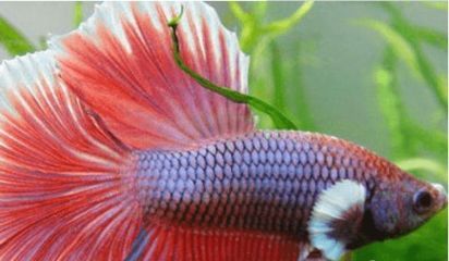 紅劍和曼龍魚能一起養嗎：紅劍魚和曼龍魚可以一起養嗎？ 紅劍和曼龍魚能一起養嗎：紅劍魚和曼龍魚可以一起養嗎？ 龍魚百科 第2張