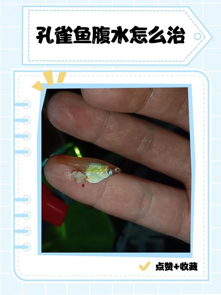 如何預(yù)防龍魚腹水？