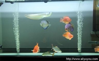 龍魚混養會不會打死