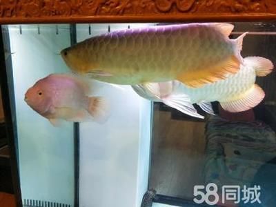 龍魚多少元一條啊視頻：印尼紅龍4200元以4200元成為標王龍魚價格波動