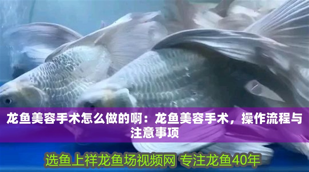 龍魚美容手術(shù)怎么做的啊：龍魚美容手術(shù)，操作流程與注意事項(xiàng)