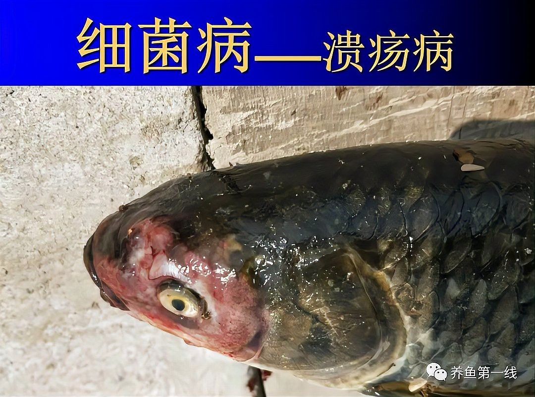 龍魚爛嘴病有哪些癥狀？