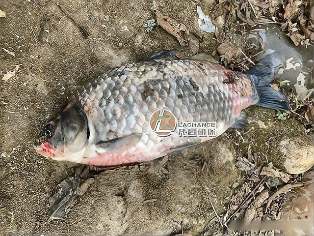 龍魚爛嘴病有哪些癥狀？