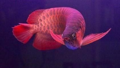 金龍魚老是顫抖：金龍魚老是顫抖可能是因為水質問題、飲食問題、飲食問題