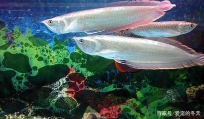 龍魚喂啥好：龍魚喂養常見誤區龍魚健康飲食搭配龍魚健康飲食搭配